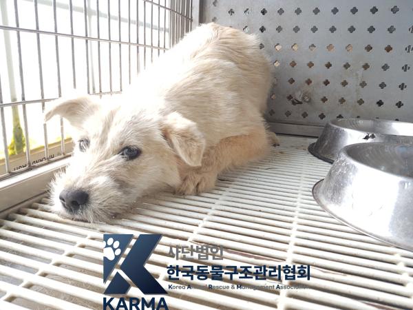 종료(안락사) 믹스…